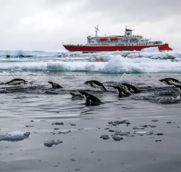 antarctica-antarctic-sound-penguins-swimming-ms-expedition-ship-daniel-sendecki-2013